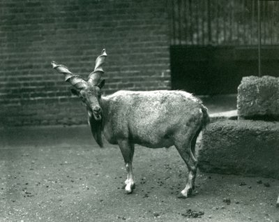 ロンドン動物園のマーコール、1914年6月 作： Frederick William Bond